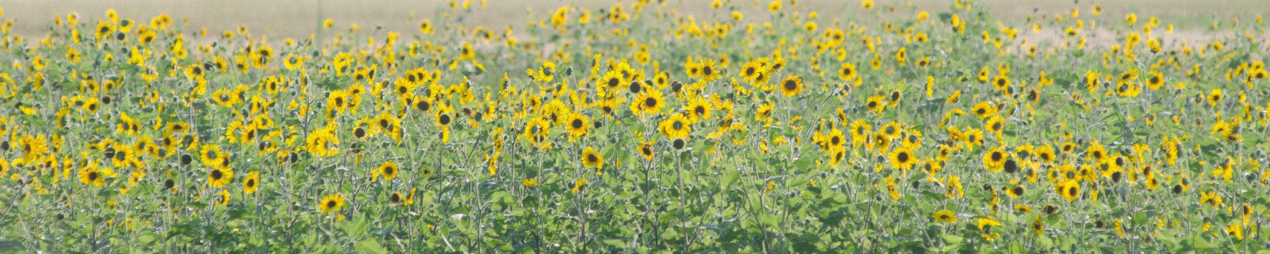 日本ボーイスカウト新潟連盟